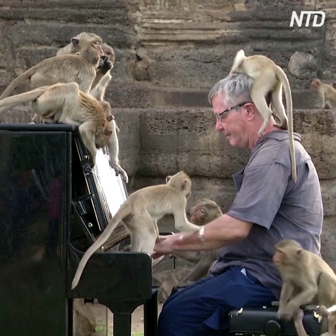 Как британский пианист играл для голодных обезьян в Таиланде
