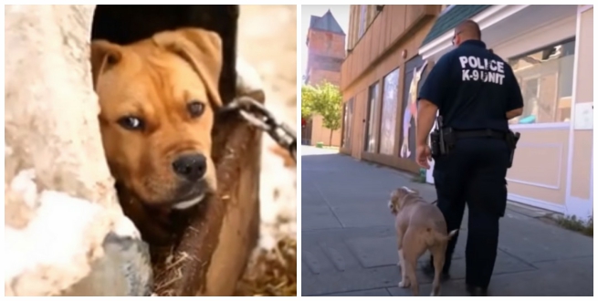 Питбуль ломает стереотипы и становится полицейской собакой