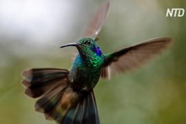 Оазис покоя: жители Боготы наблюдают за колибри на холме Монсеррат