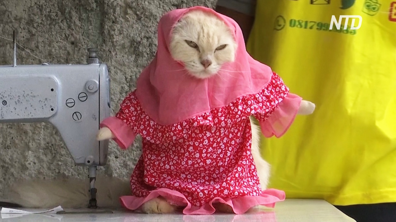 Пушистая мода: индонезиец шьёт забавные наряды для кошек