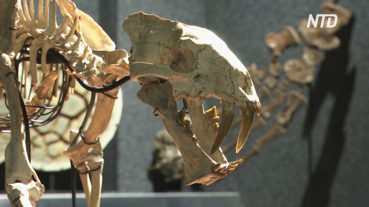 Скелет доисторической хищной кошки выставят на торги в Швейцарии