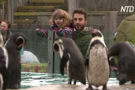 Лондонский зоопарк снова открылся после карантина