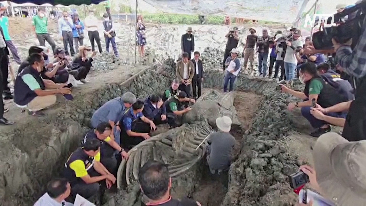 Тайские археологи нашли скелет кита возрастом 5000 лет