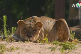 У львов в зоопарке Барселоны выявили COVID-19