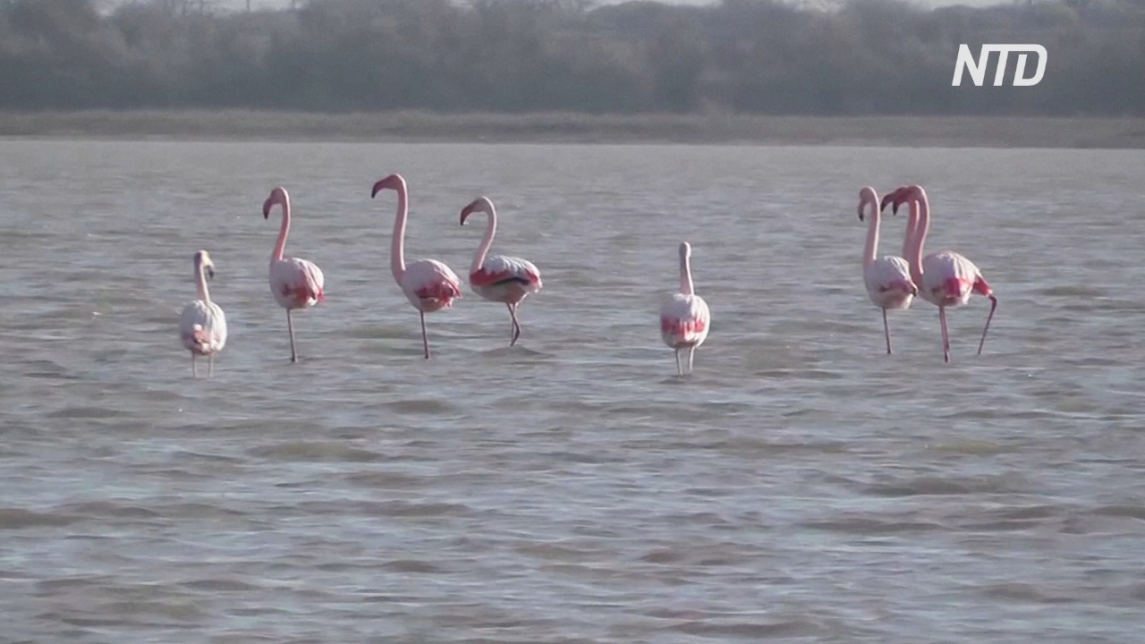 Редкие гости: в Крым на зимовку прилетела стая фламинго