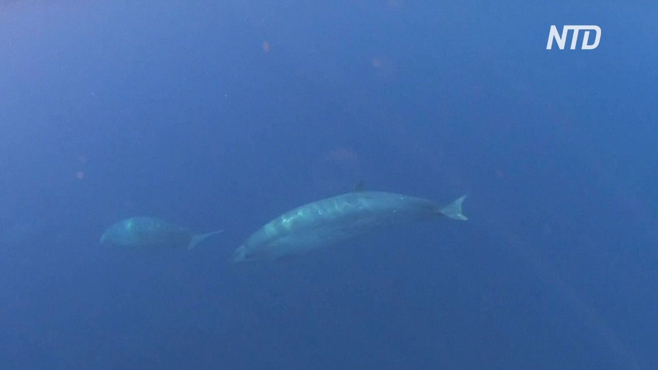 У берегов Мексики нашли новый вид зубатого кита