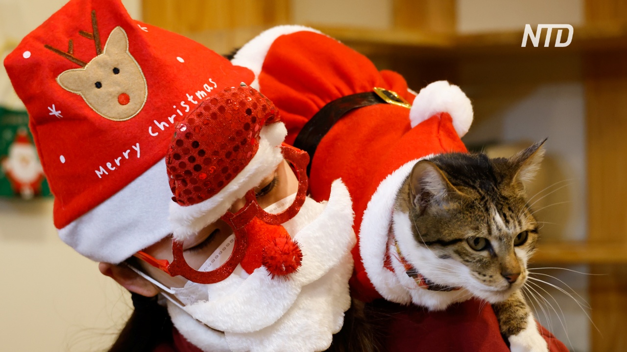 Кошки в костюмах Санты дарят рождественское настроение гостям кафе в Сеуле