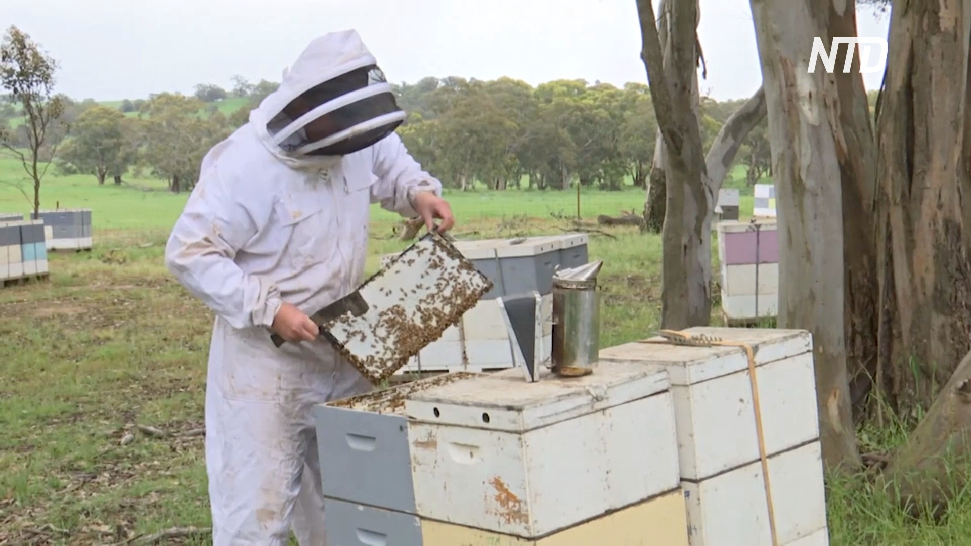 В Австралии дожди помогли восстановиться популяции пчёл
