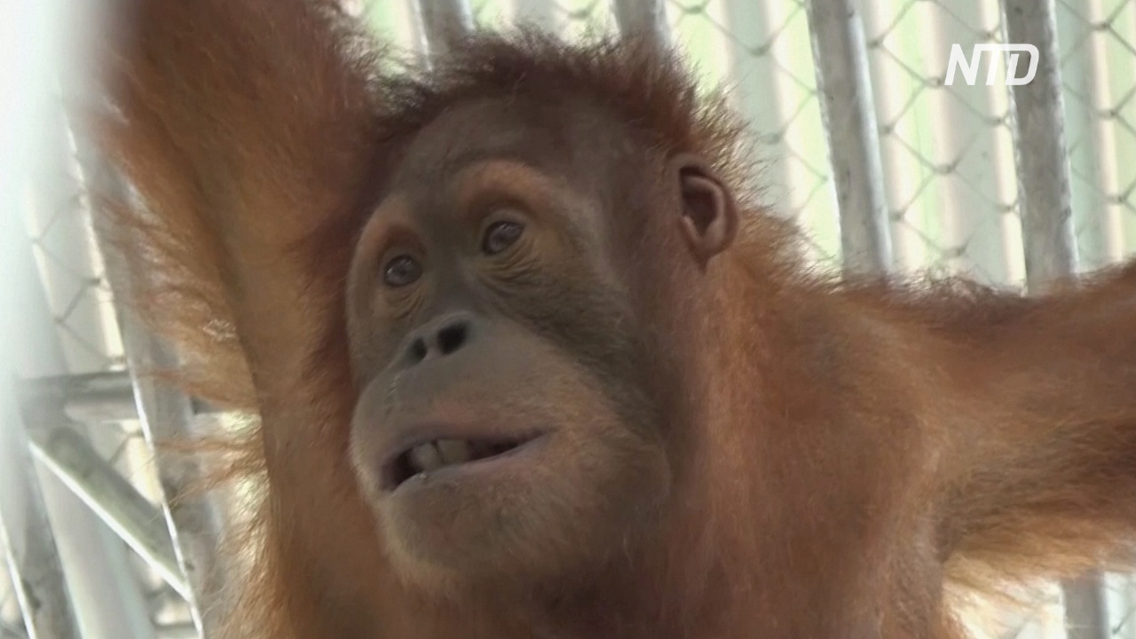 Спасённых от контрабандистов орангутанов вернули в Индонезию