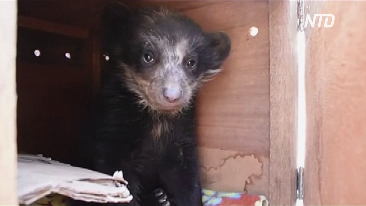 На юге Перу спасли из неволи очкового медвежонка-сироту