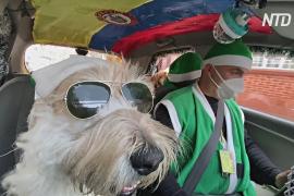Такси в мишуре и пёс-Санта: колумбиец дарит людям рождественское настроение