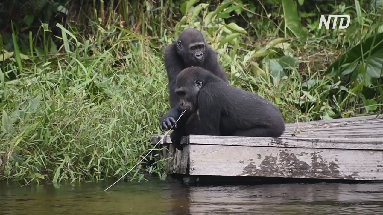 В заповеднике Конго выращивают осиротевших горилл