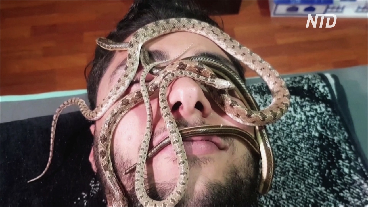 Не для слабонервных: в египетском спа-салоне делают змеиный массаж