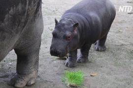 В мексиканском зоопарке подрастает детёныш бегемота