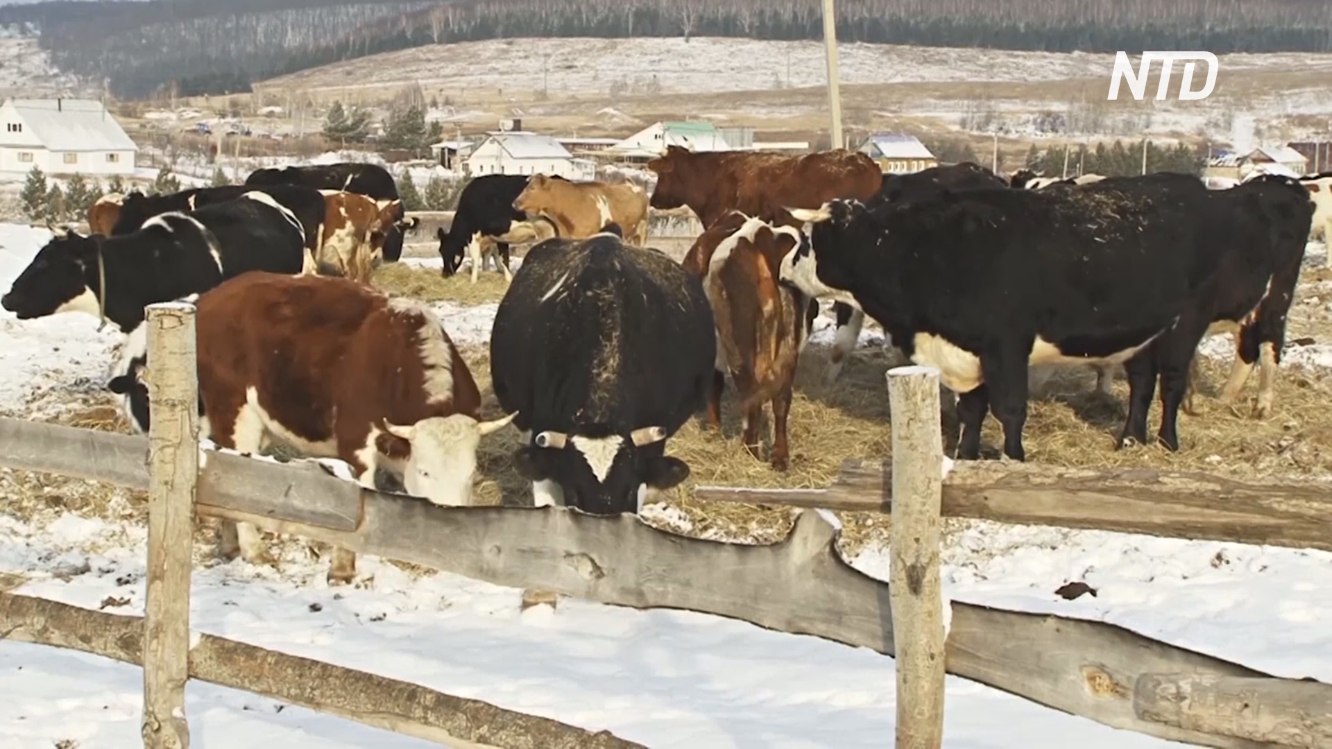 Приют для коров: в татарстанском селе спасают ненужный скот