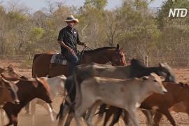 В Австралии обучают новое поколение ковбоев