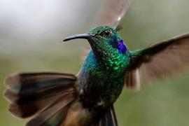 Заповедник с колибри избавляет от стресса жителей столицы Колумбии