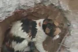 Удивительное спасение: кошка 48 часов провёла под слоем бетона