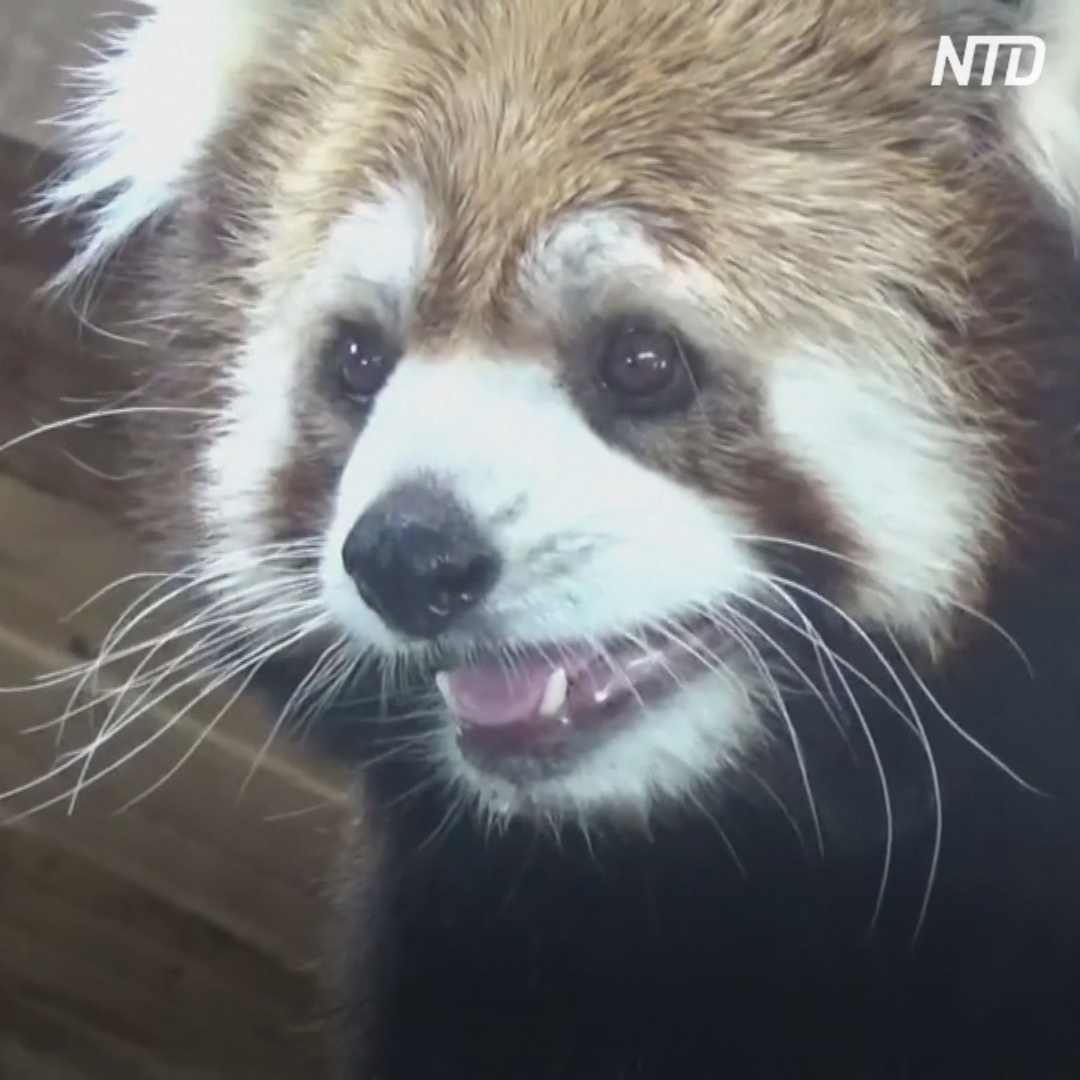 «Классный большой хвост»: красные панды приехали из Японии в зоопарк Чили