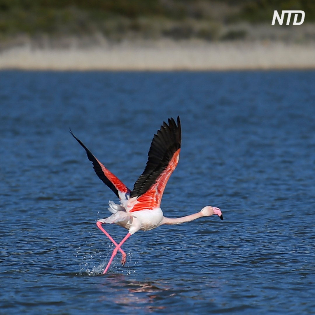 Редкий визит: на север Крыма прилетела стая фламинго