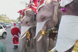 Слоны подарили тайским детям на Рождество защитные маски