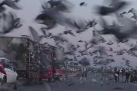Миллионы на голубей: китайские заводчики растят пернатых чемпионов