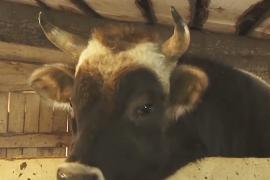 Приют в татарстанском селе спас от бойни уже 100 коров