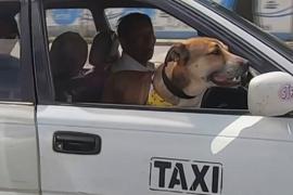 Бывший бездомный пёс работает в такси с новым хозяином
