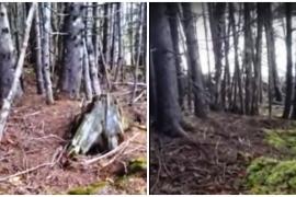 Как выглядит «дыхание» земли в лесу. Необычное видео
