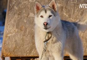 В Самарской области разводят новую породу собак – святорусский вой