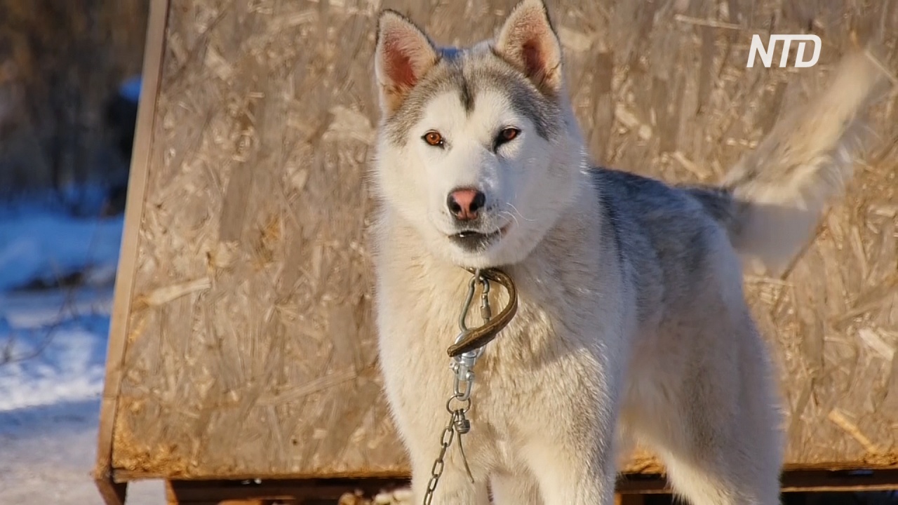 В Самарской области разводят новую породу собак – святорусский вой