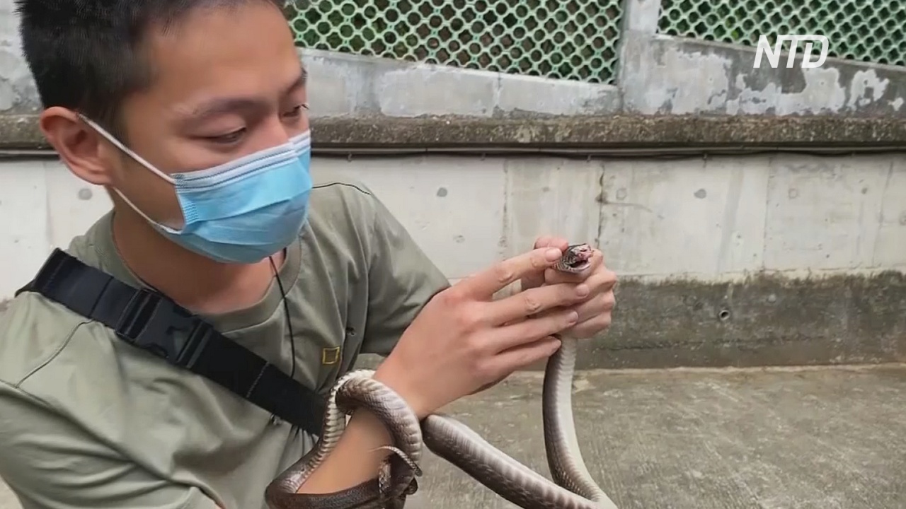 Молодой змеелов в Гонконге сохраняет жизнь пойманным рептилиям