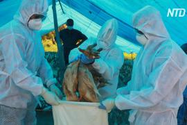 В нескольких штатах Индии обнаружены вспышки птичьего гриппа