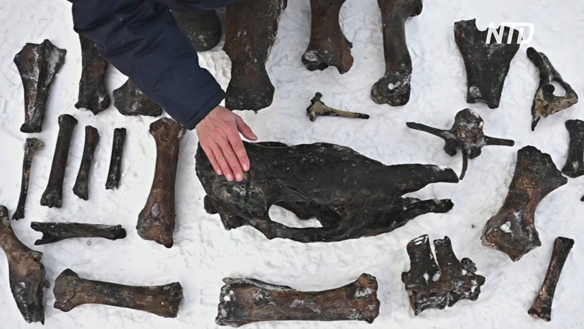 Уральские дайверы поднимают со дна Тобола кости вымерших животных
