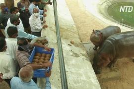 В индийском зоопарке празднуют второй день рождения бегемота