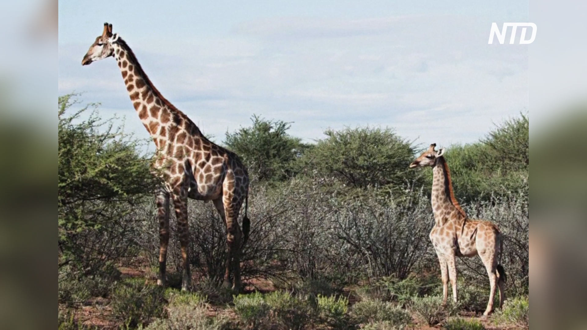 В Африке нашли двух карликовых жирафов