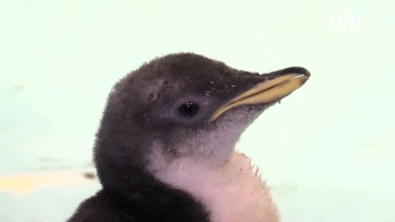 Аквариум в Мехико показал детёныша субантарктического пингвина