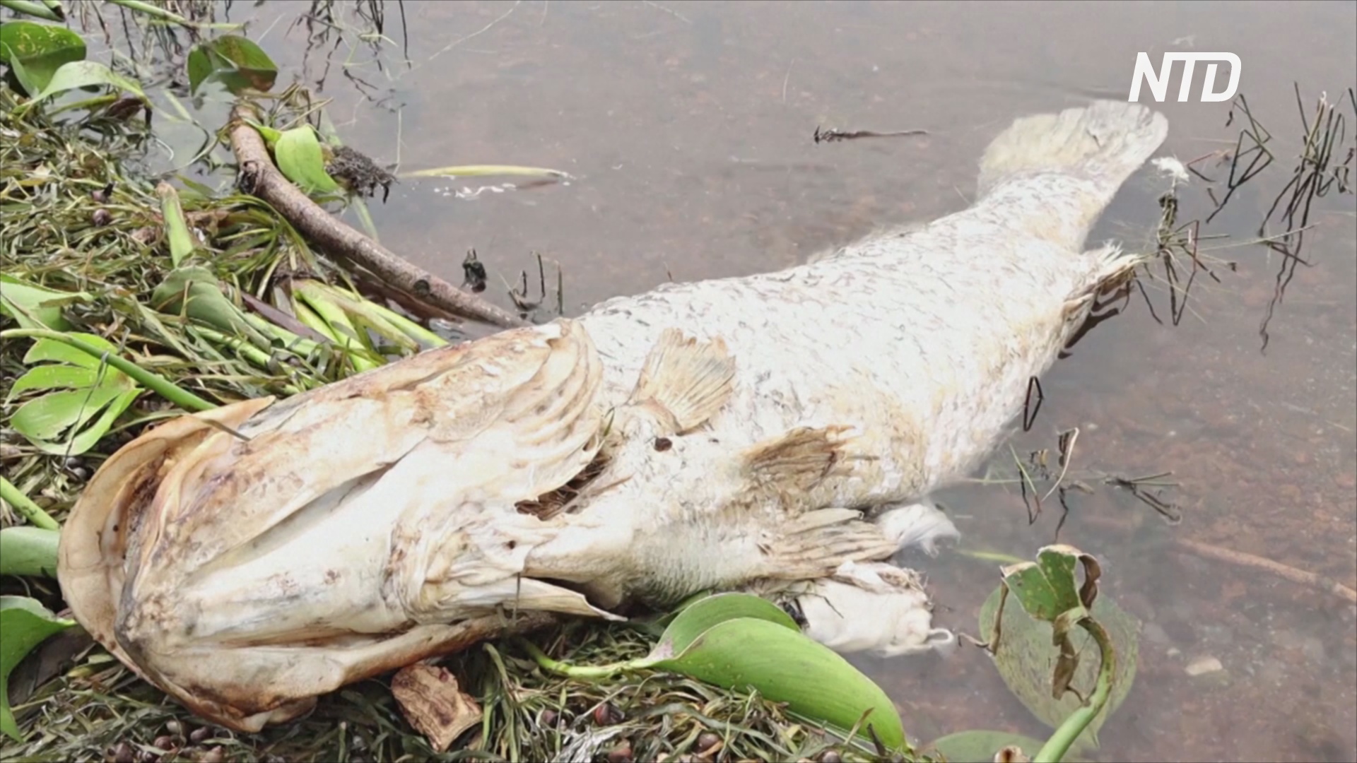 Загадочная гибель рыбы в Уганде: умирает только нильский окунь