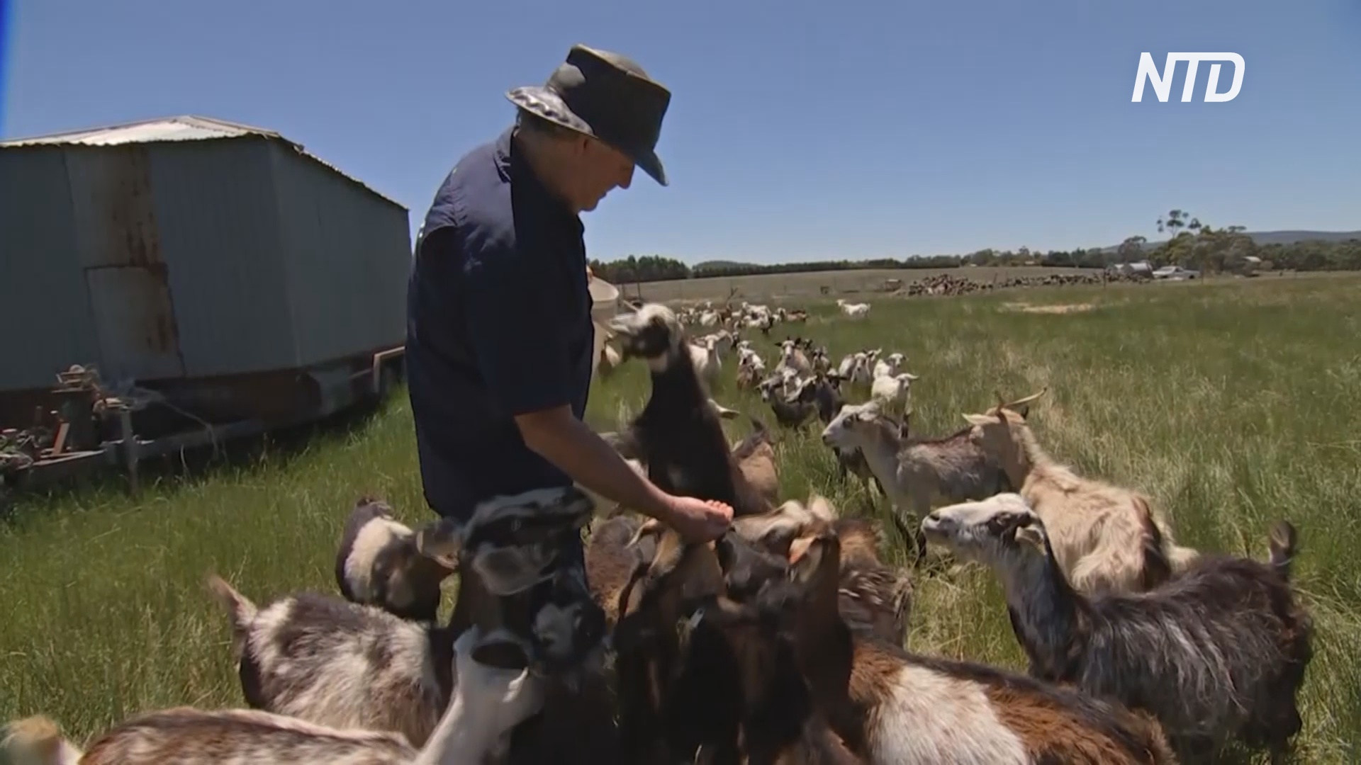 В Австралии опытные фермеры учат новичков разводить скот