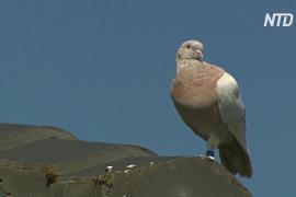 Спасти голубя Джо: как птица пролетела 13 тыс. километров из США в Австралию