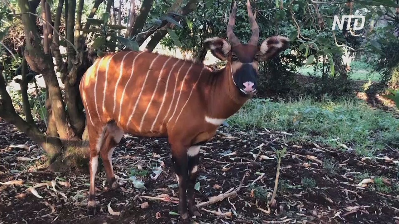 В кенийском заповеднике вывели более 70 исчезающих лесных антилоп бонго