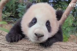 Не могу отпустить: видео с детёнышем панды и смотрителем набрало 4 млн просмотров