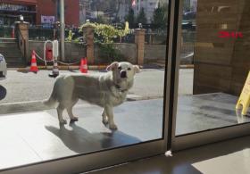 В Турции собака неделю верно ждала хозяина у больницы