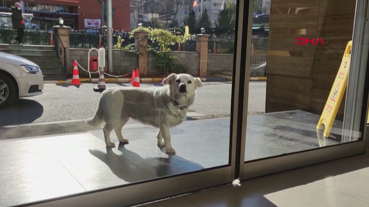 В Турции собака неделю верно ждала хозяина у больницы