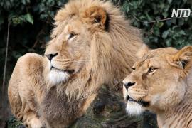 Амстердамский зоопарк из-за нехватки денег отказывается от львов