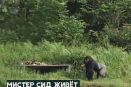 Заповедник в Конго спасает горилл от вымирания