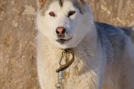 В Самарской области разводят богатырскую породу собак
