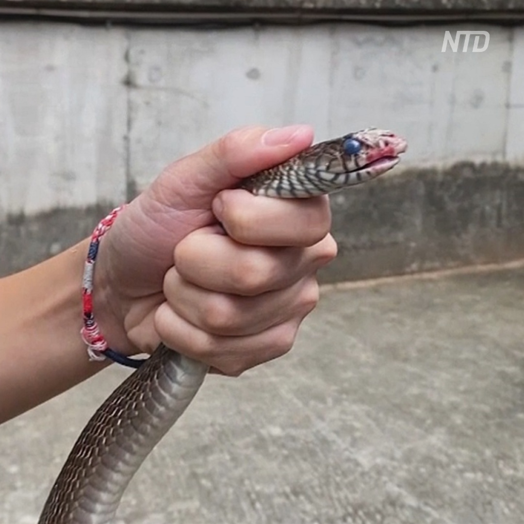 Молодой гонконгский змеелов спасает пойманных рептилий