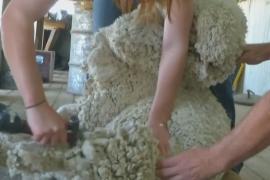 Стричь овец в Австралии начинает всё больше женщин