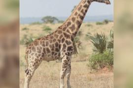 Учёные обнаружили в Африке двух карликовых жирафов